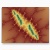 fractal postcard